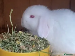 Mini Lop rabbits Mini lop REW ( Est since 2014 )ready 14th Feb - Advert 8