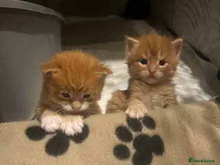 Maine Coon cats Beautiful and healthy litter of Maine coon kittens - Advert 13