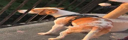 Beagle dogs for sale: Teddy beautiful beagle boy - Advert 4