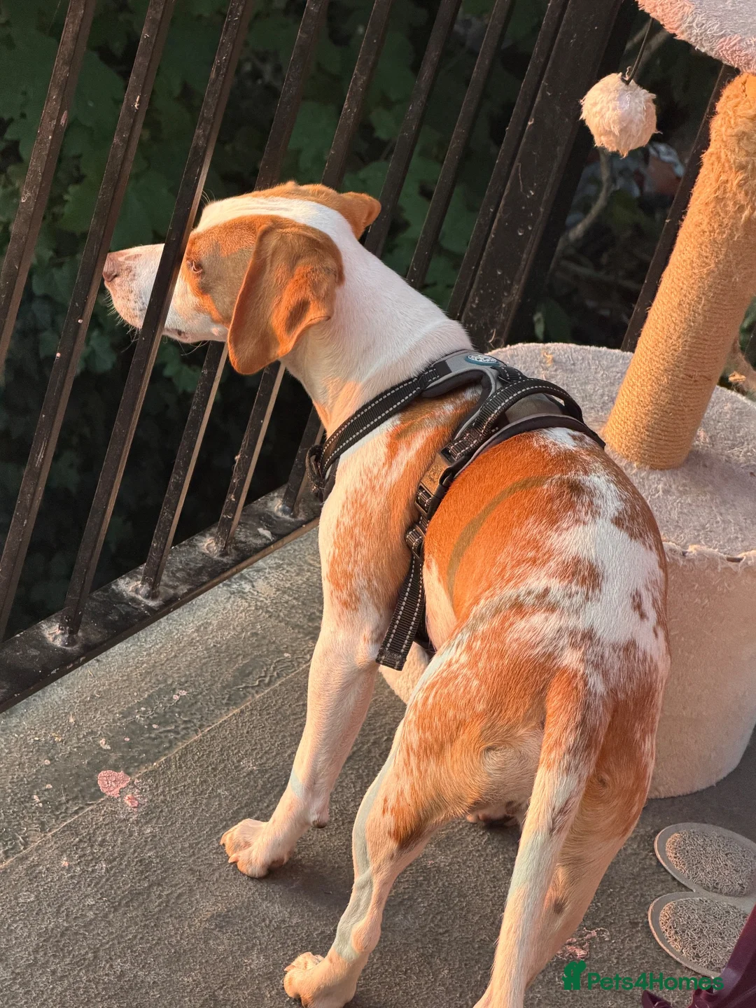 Beagle dogs for sale: Teddy beautiful beagle boy - Advert 4