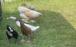 Ducks poultry for sale: Three Indian Runner duck girls  - Image 4