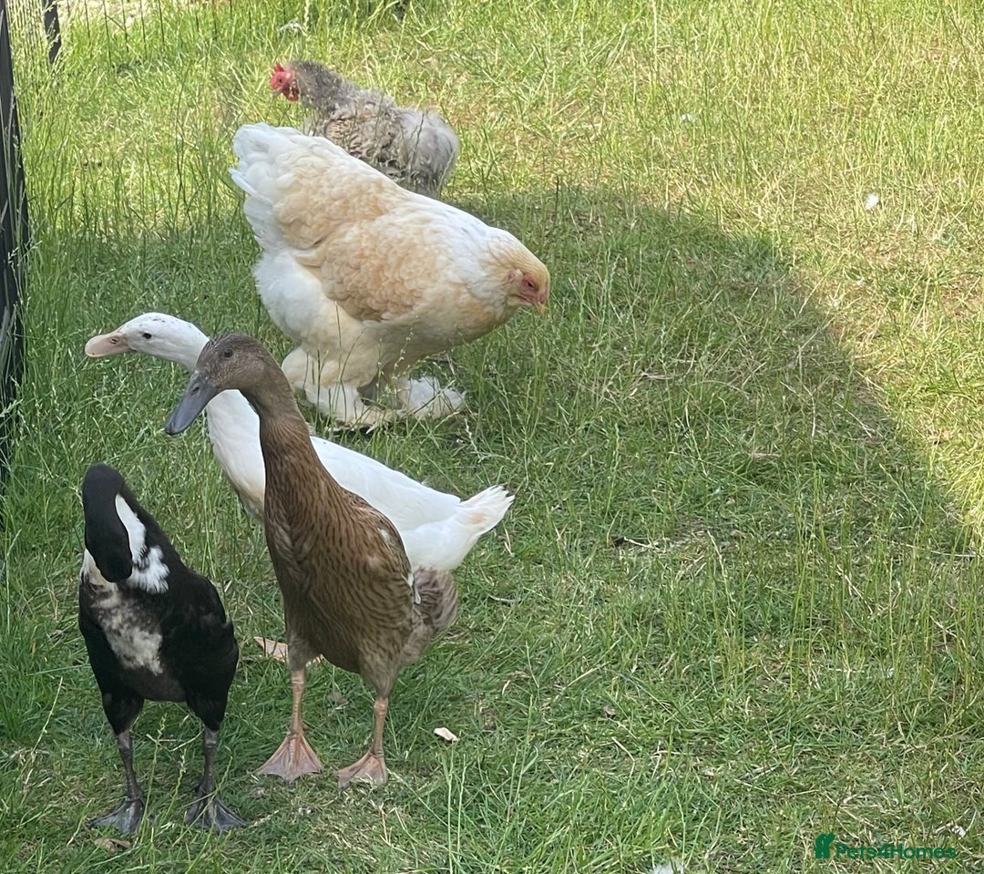 Ducks poultry for sale: Three Indian Runner duck girls  - Image 4