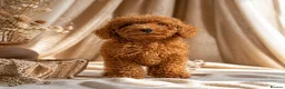 Toy Poodle dogs for sale: Fox Red Toy Poodles Ready 14th July - Advert 1