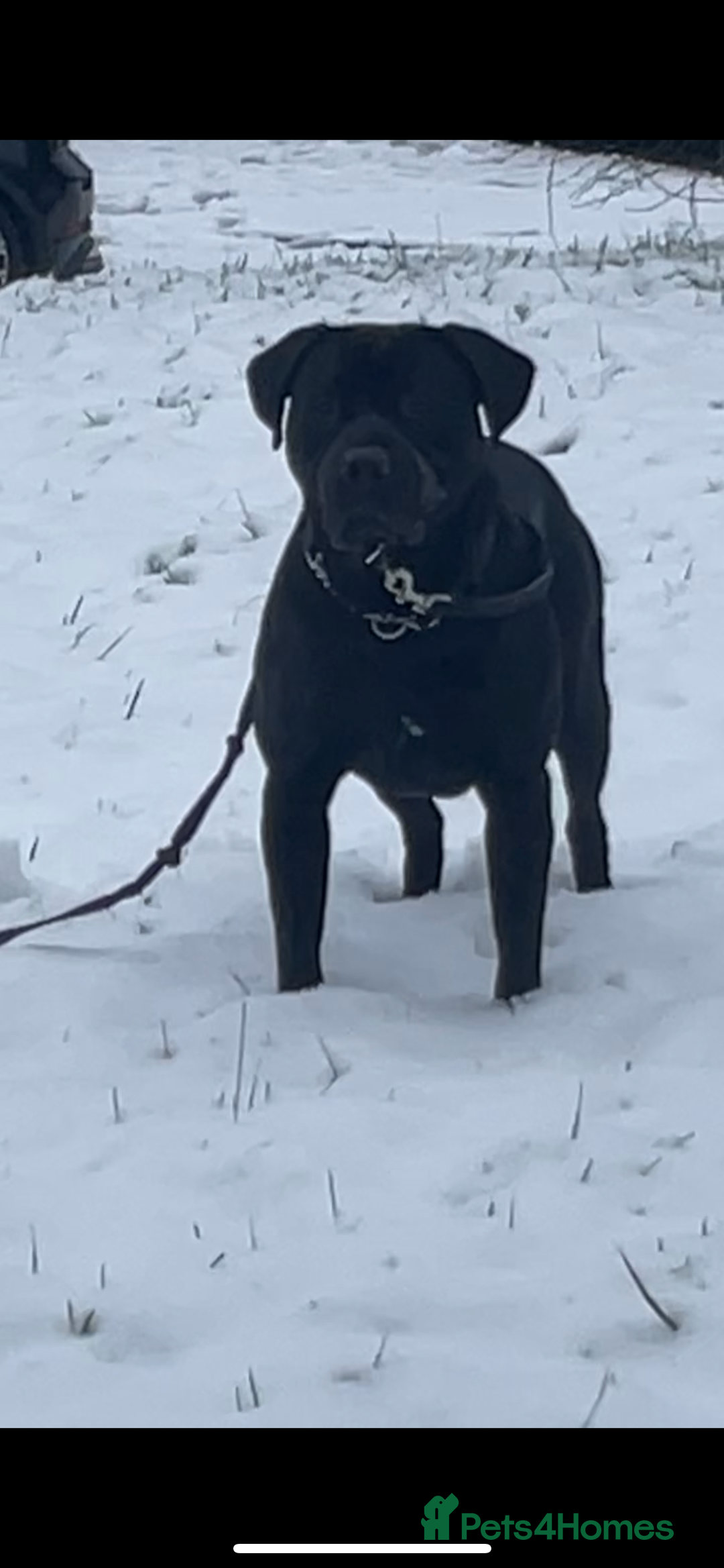 Mixed Breed dogs for sale: Vinnie - Advert 3