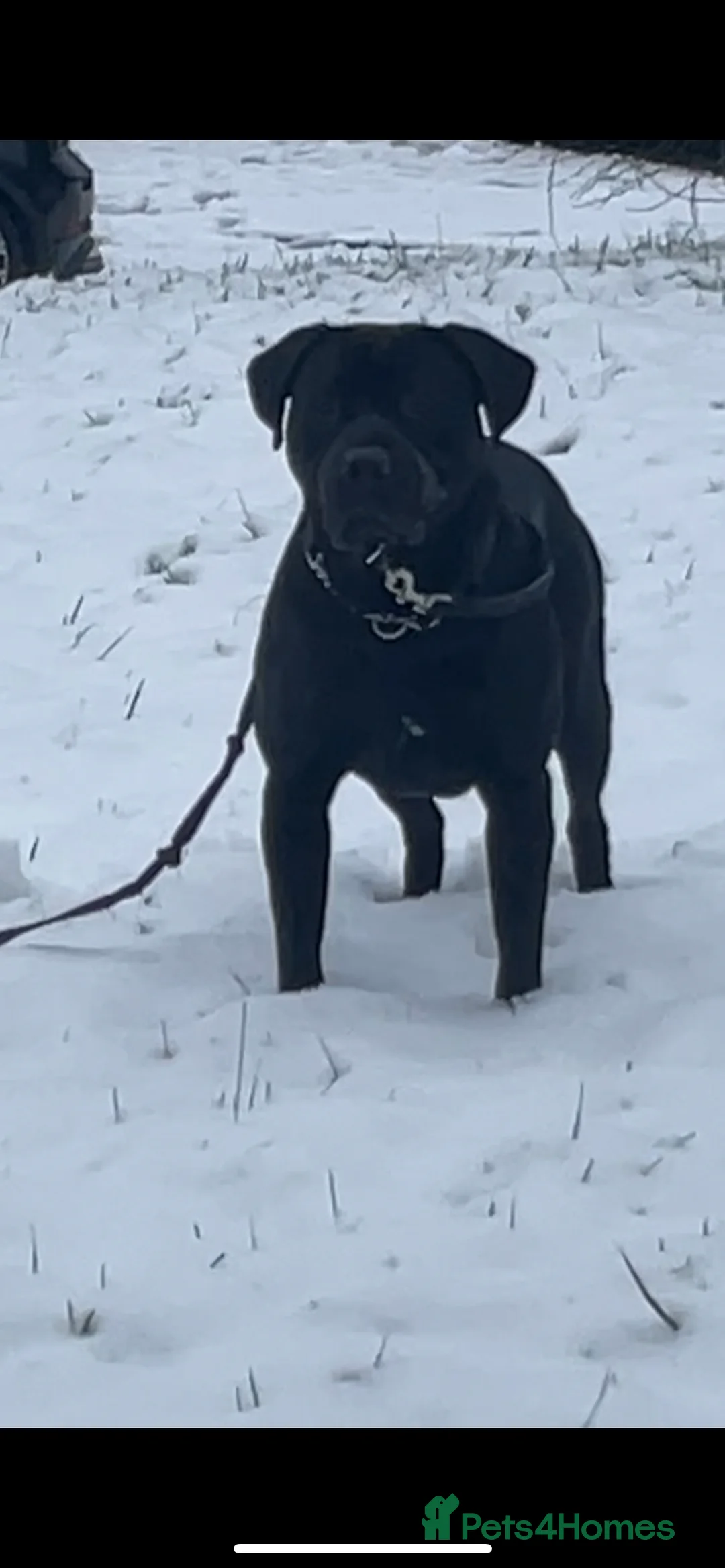 Mixed Breed dogs for sale: Vinnie - Advert 3