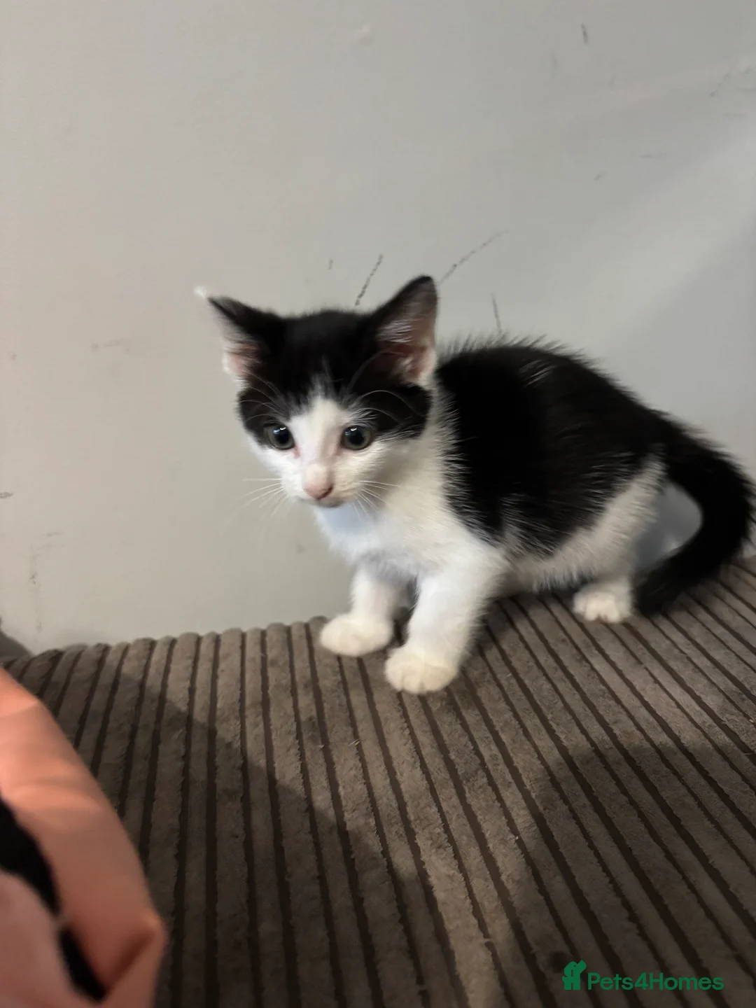 Mixed Breed cats for sale: Kittens for sale  in Keighley - Advert 3