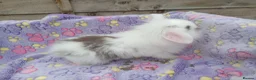 Mini Lion Lop rabbits for sale: Mini lop and mini lion lops - Advert 8