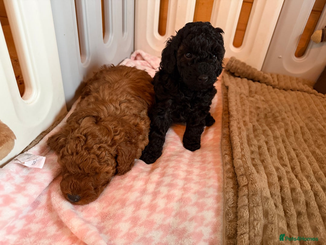 Toy Poodle dogs for sale: Toy poodle puppies  - Advert 2