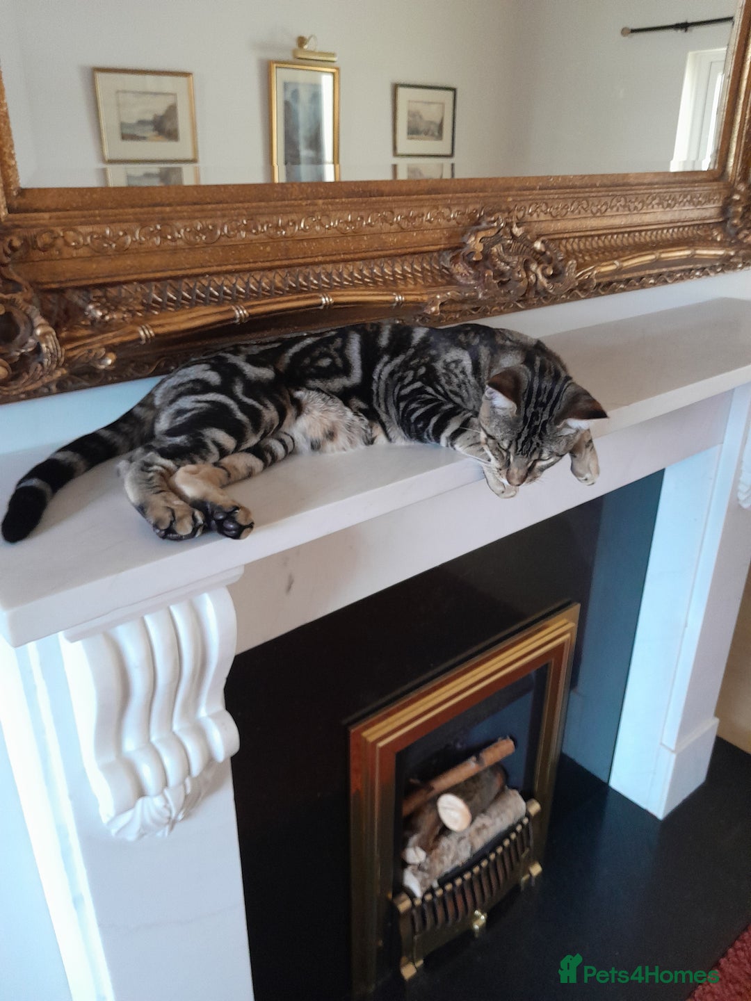 Savannah cats for sale: SOLD Pedigree TICA Reg F5 Savannah Boy Kitten - Image 20