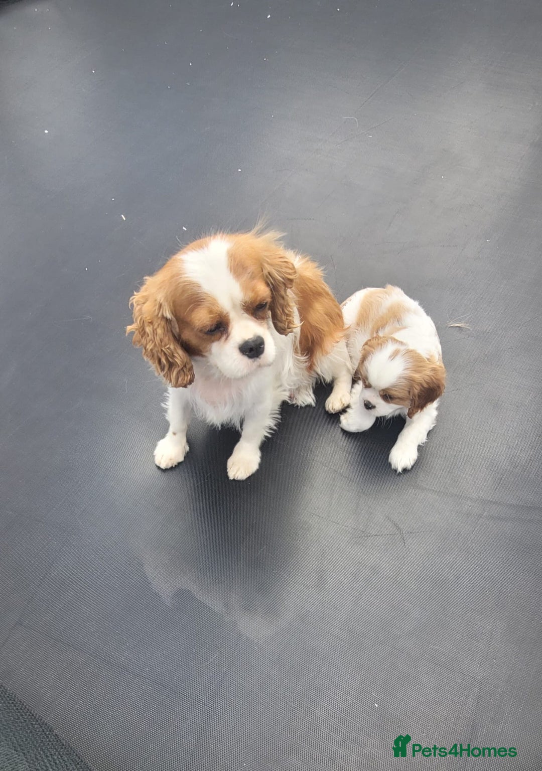 Cavalier King Charles Spaniel dogs for sale: Male Cavalier King Charles spaniel  - Image 14