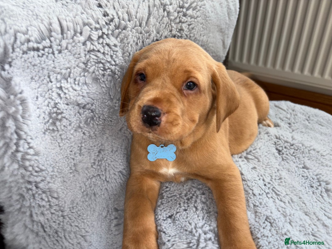 Labrador Retriever dogs for sale: Kc fox red Labrador puppies ready this weekend - Image 13