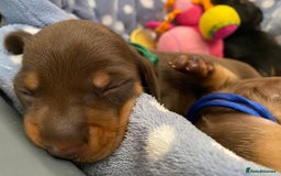 Miniature Dachshund dogs for sale: TRUE MINIATURE DACHSHUND PUPPIES  - Image 3