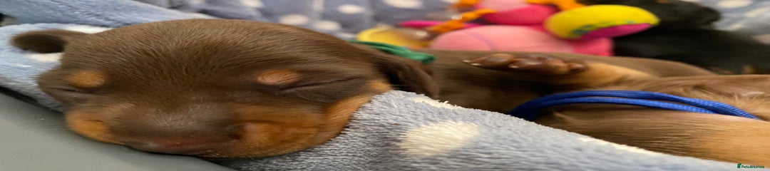 Miniature Dachshund Puppy 4