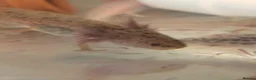 Axolotl reptiles for sale: Baby axolotl  - Advert 6