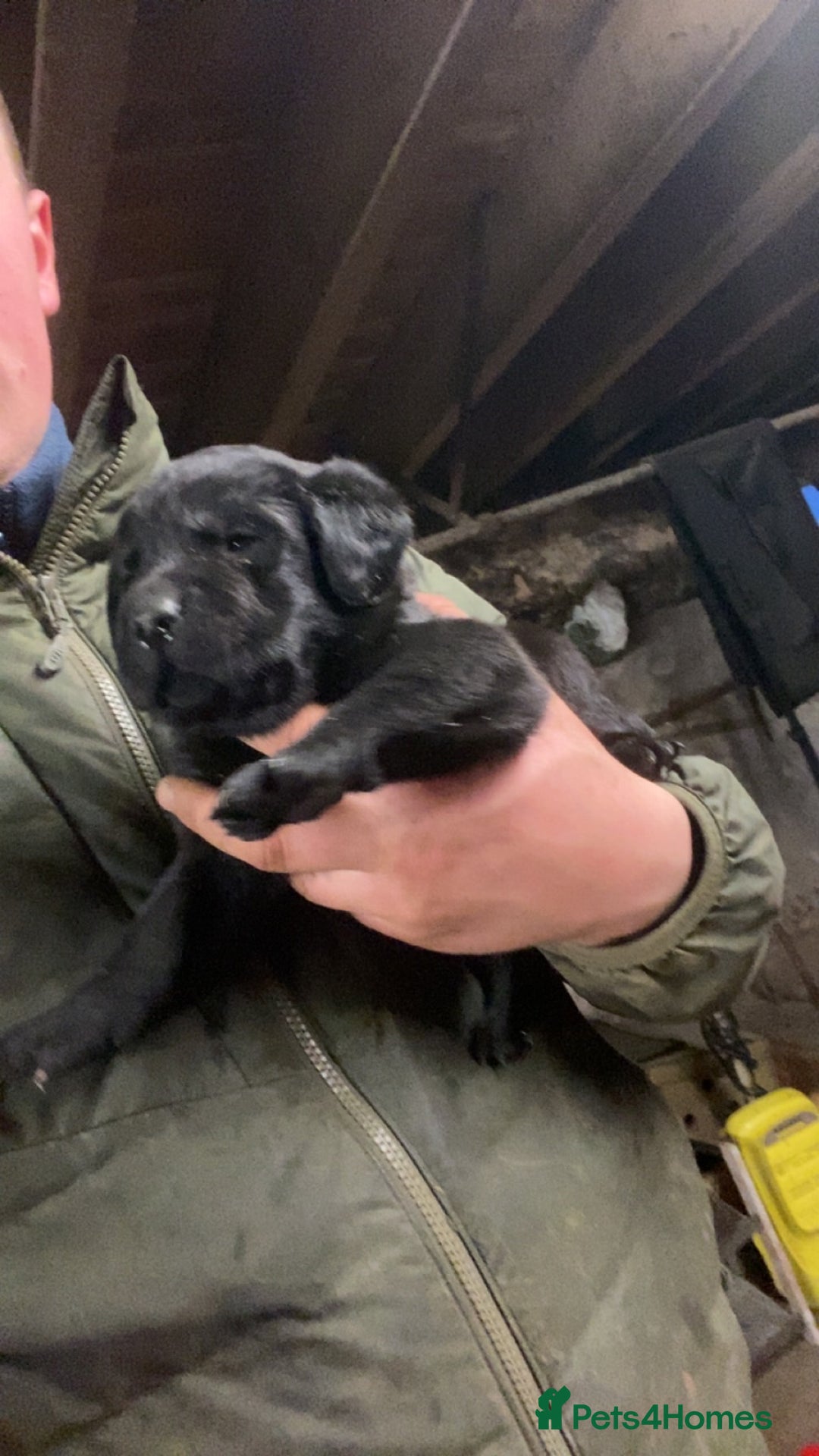 Mixed Breed dogs for sale: Pointer x Labrador puppies  - Advert 5