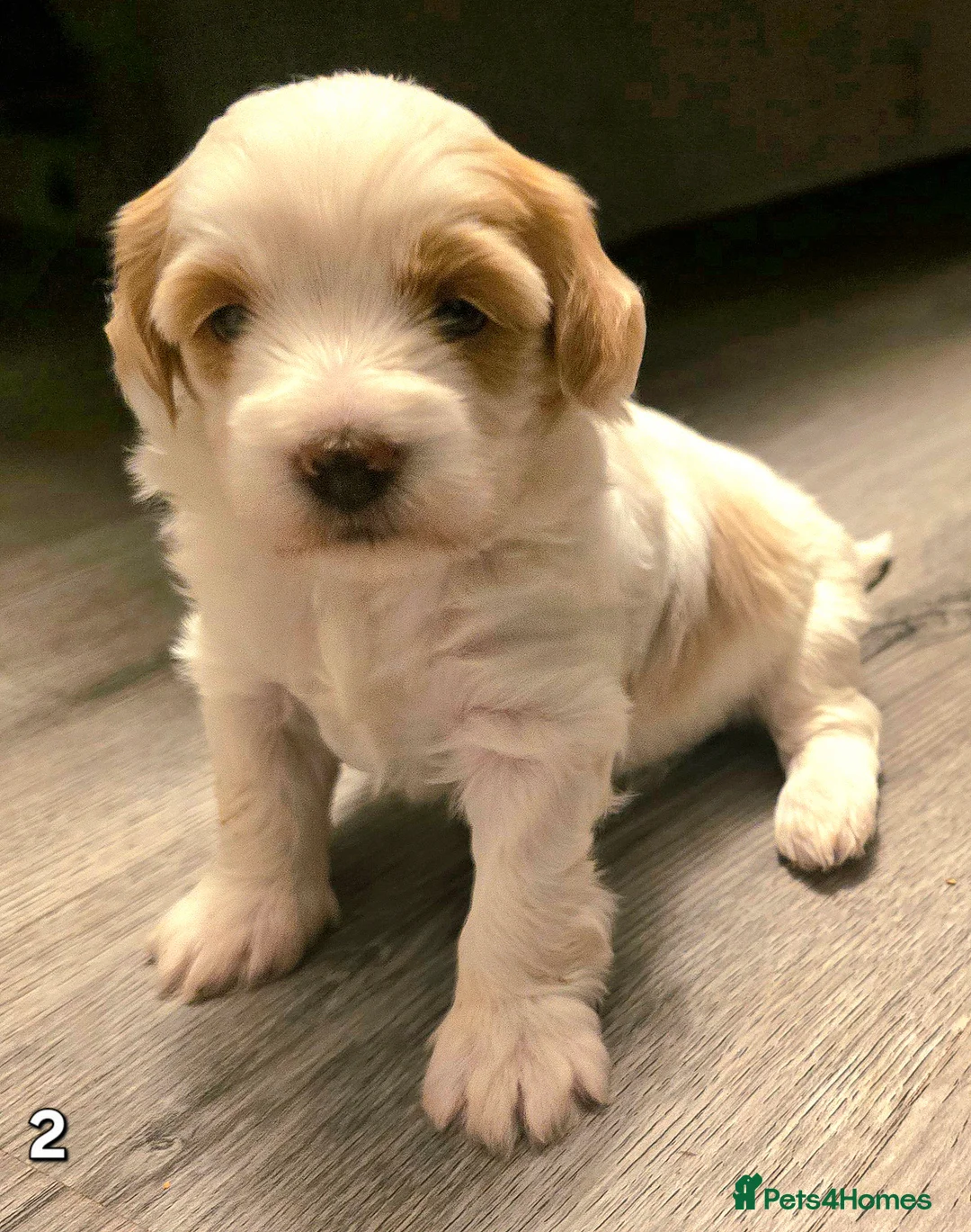 Maltipoo dogs for sale: Loving F2 Maltipoo Puppies Raised at Home 🐾 - Advert 8
