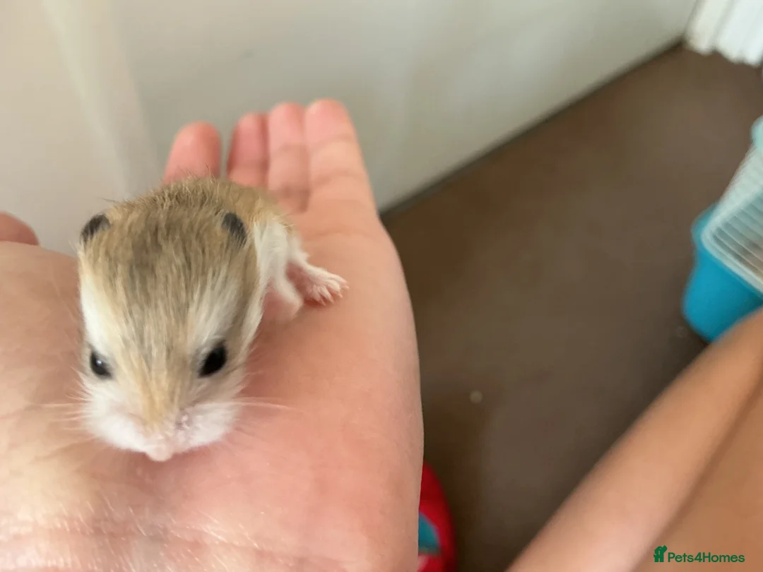 Hamster rodents for sale: baby ROBROSKI HAMSTERS FOR SALE  - Advert 2