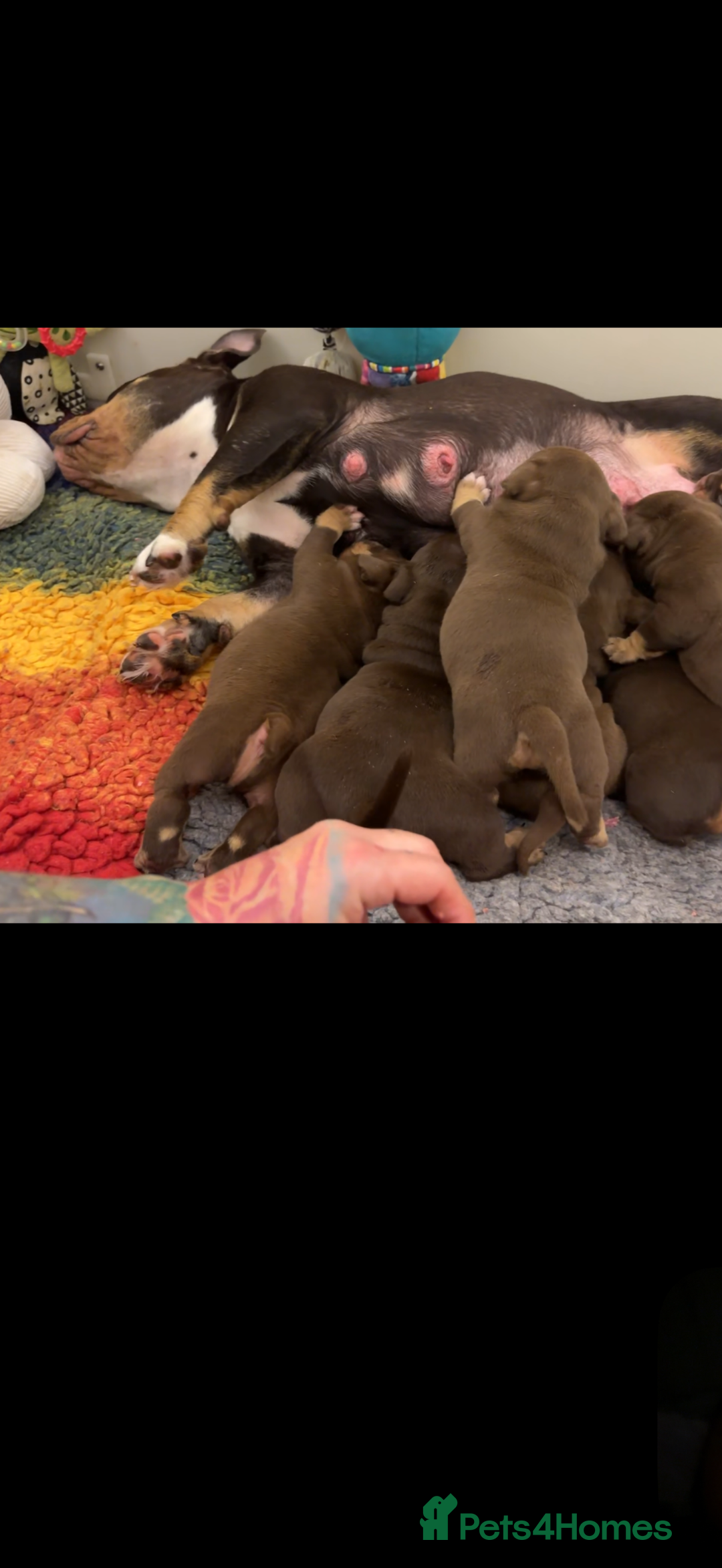 American Bully dogs for sale: American bullies  - Advert 4