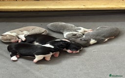 Border Collie dogs for sale:  Long Haired KC Reg Border Collie puppies for sale - Image 1
