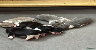 Border Collie dogs - Advert 1