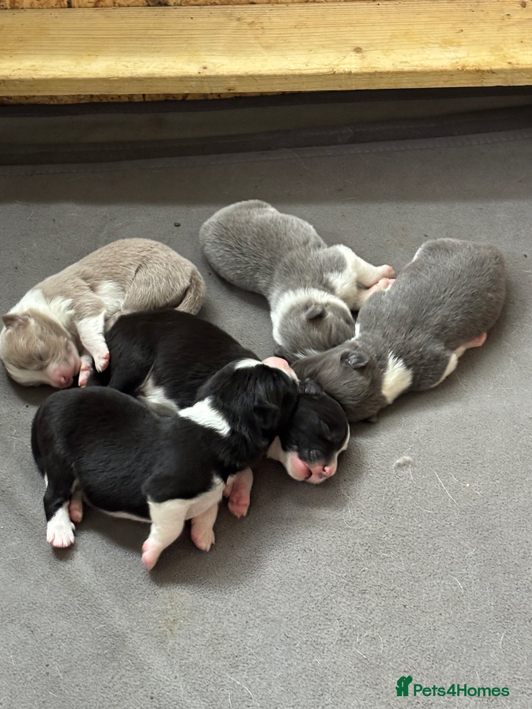 Border Collie dogs for sale:  Long Haired KC Reg Border Collie puppies for sale - Image 1