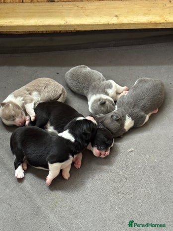Border Collie dogs - Advert 4