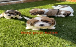 Cava Tzu dogs for sale: Stunning litter of Cava-Tzu pups - Image 3