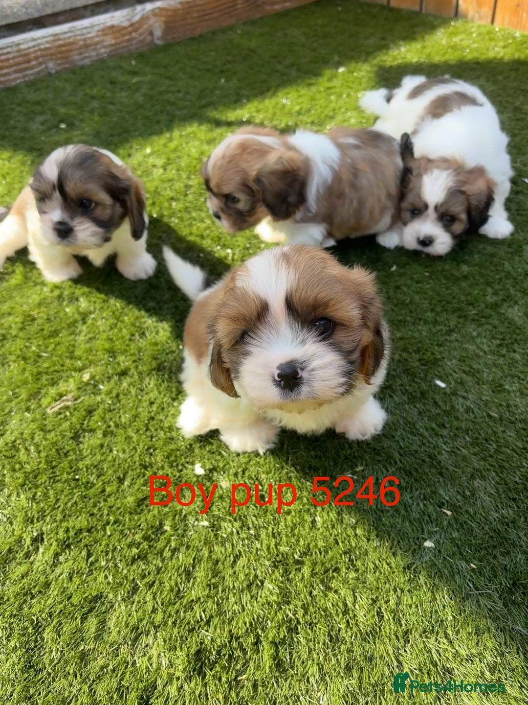 Cava Tzu dogs for sale: Stunning litter of Cava-Tzu pups - Image 3