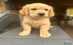 Golden Retriever dogs for sale: Kc registered Golden Retriever puppies available  - Image 7