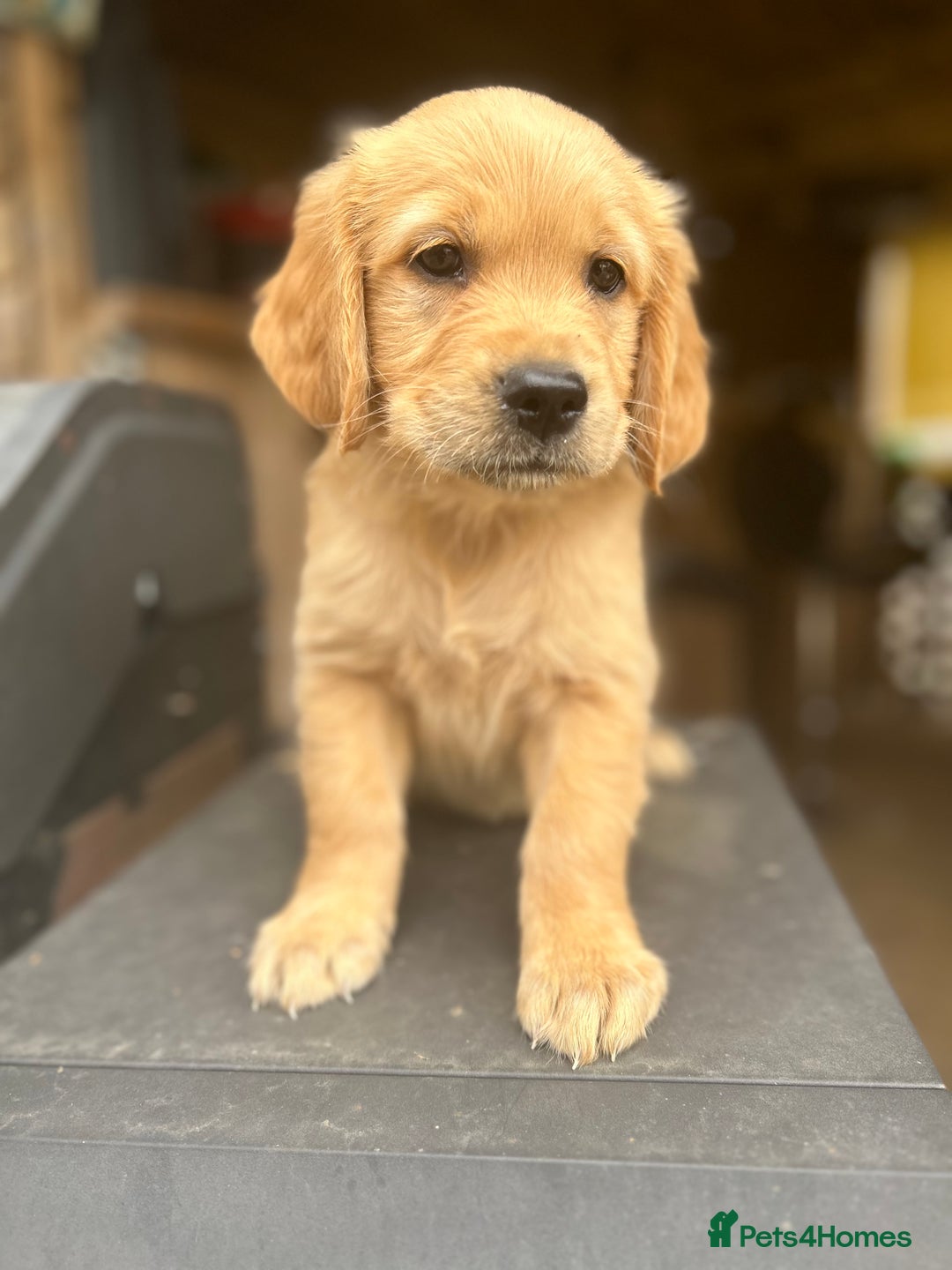 Golden Retriever dogs for sale: Kc registered Golden Retriever puppies available  - Image 7