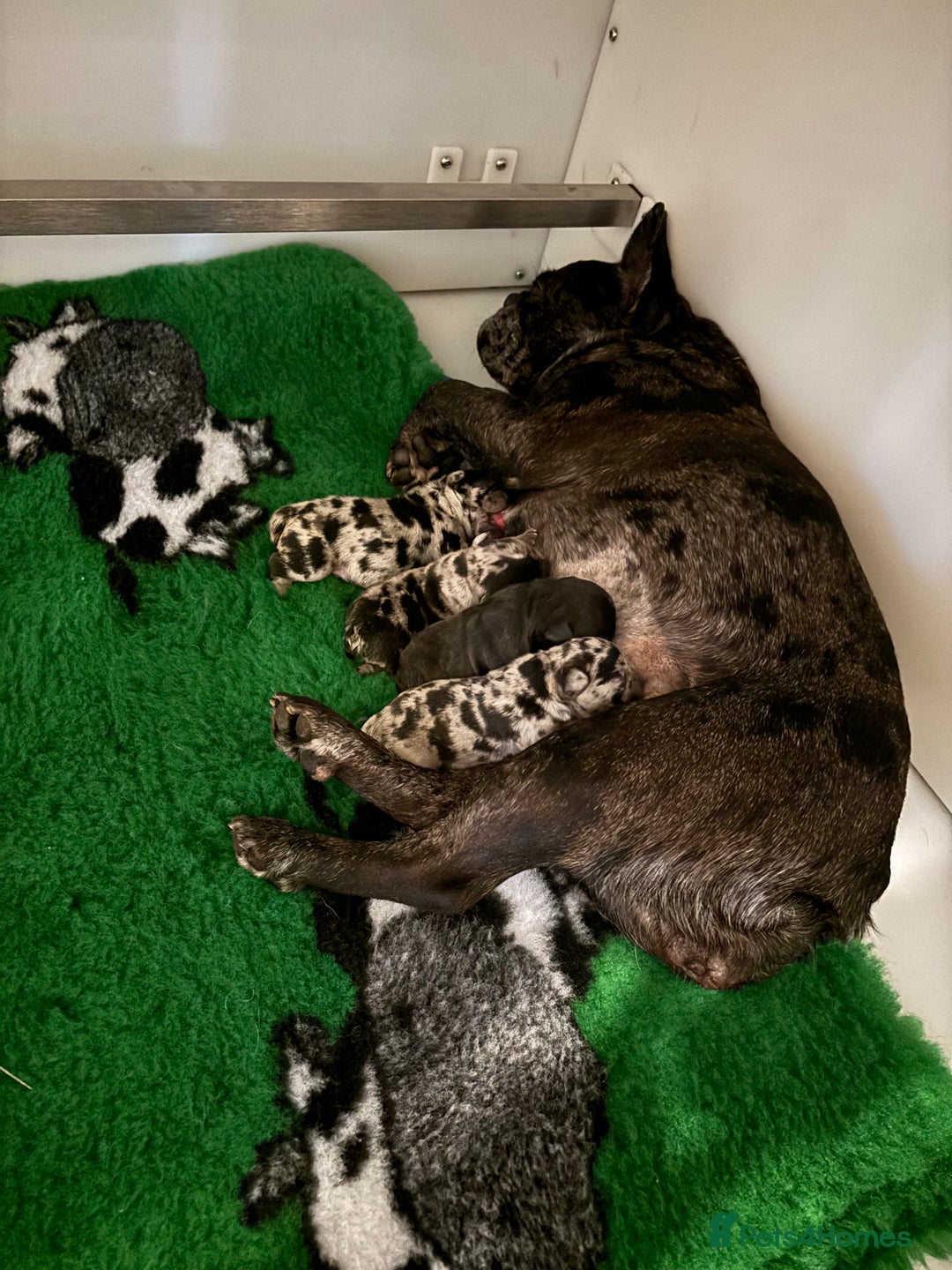 French Bulldog dogs for sale: French bulldog puppies  - Image 14