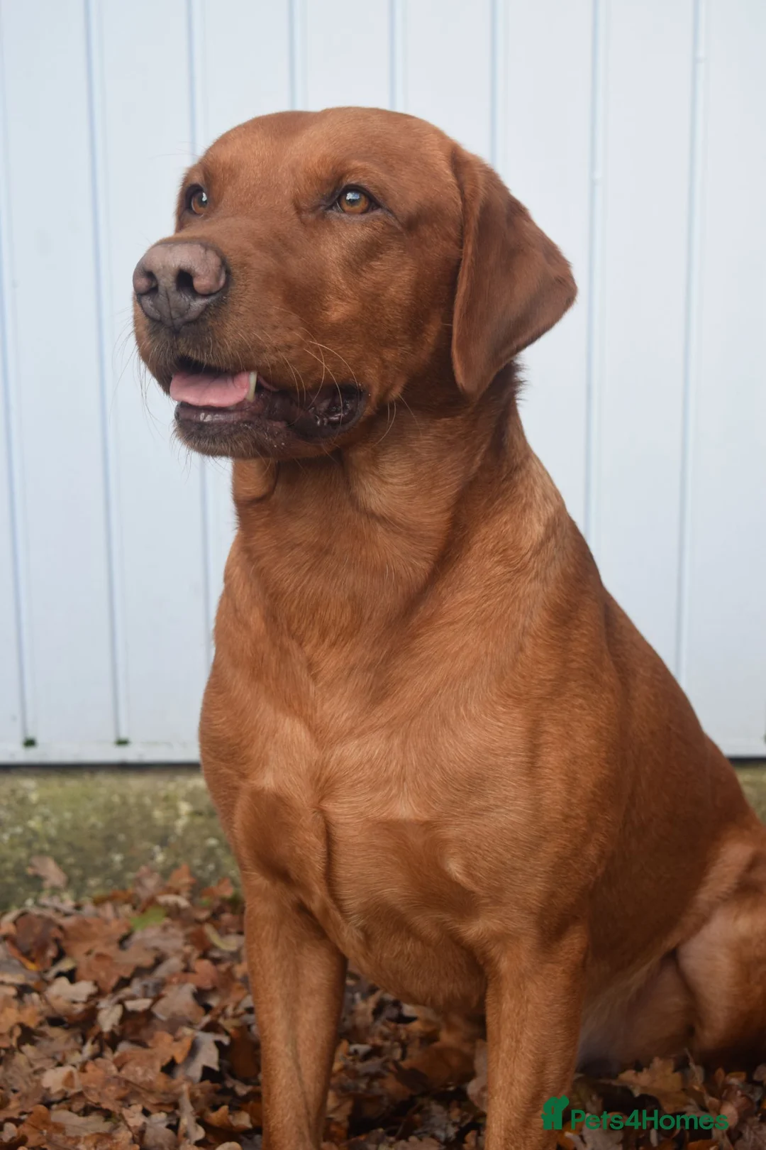 Labrador Retriever dogs for stud: Stanley in Tadley - Advert 6