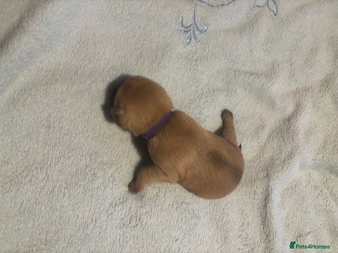 Pug dogs for sale: Pug Puppies  - Image 16