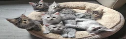 Maine Coon cats for sale: Large Maine Coon kittens regd European bloodline - Advert 28