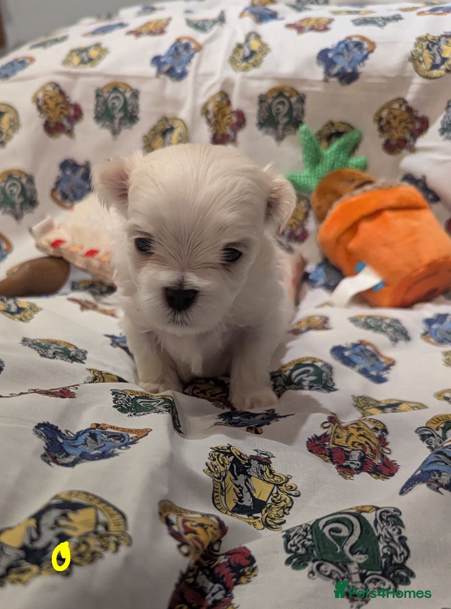 Maltese dogs Stunning Maltese puppies - Advert 1