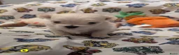 Maltese dogs for sale: Stunning Maltese puppies - Advert 5