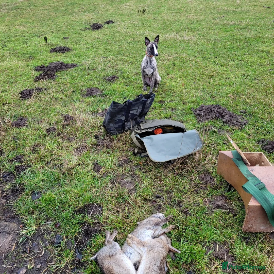 Whippet dogs for stud:  PROVEN kc reg whippet for stud in Consett - Advert 8