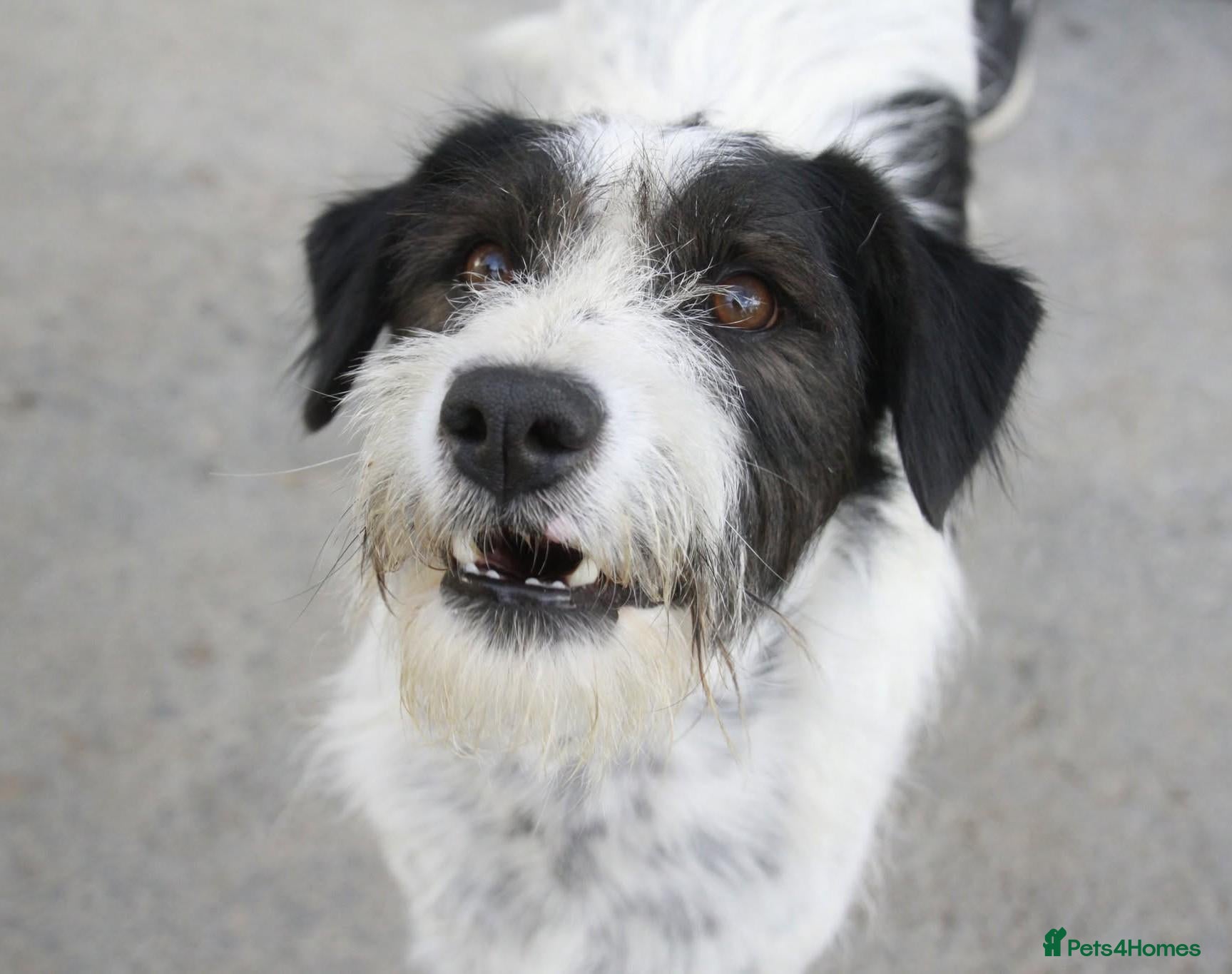 Mixed Breed dogs Happy-go-lucky, handsome Benny in Essex - Advert 1