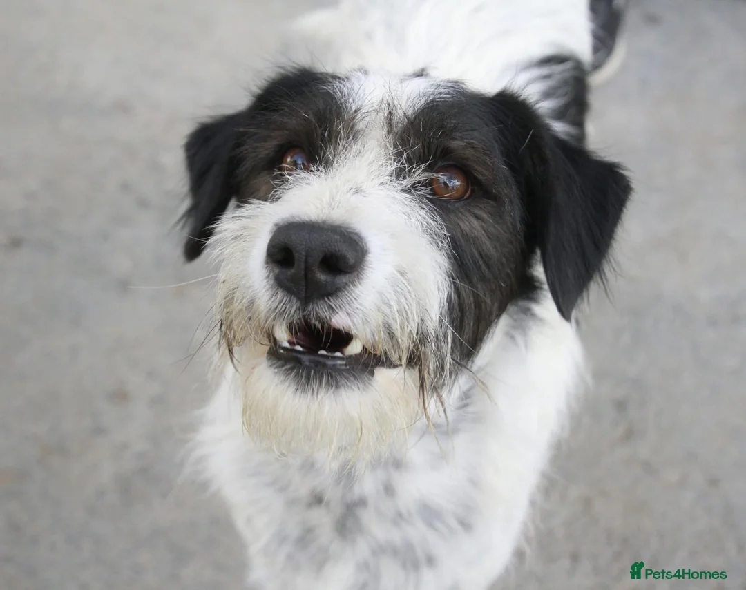 Mixed Breed dogs for adoption: Happy-go-lucky, handsome Benny in Essex in Colchester - Advert 1