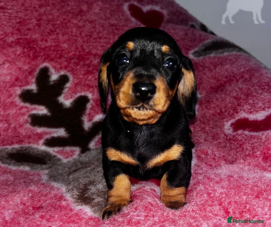 Miniature Dachshund dogs - Advert 18