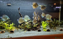 Discus fish for sale: Variety of fish for sale  - Image 5