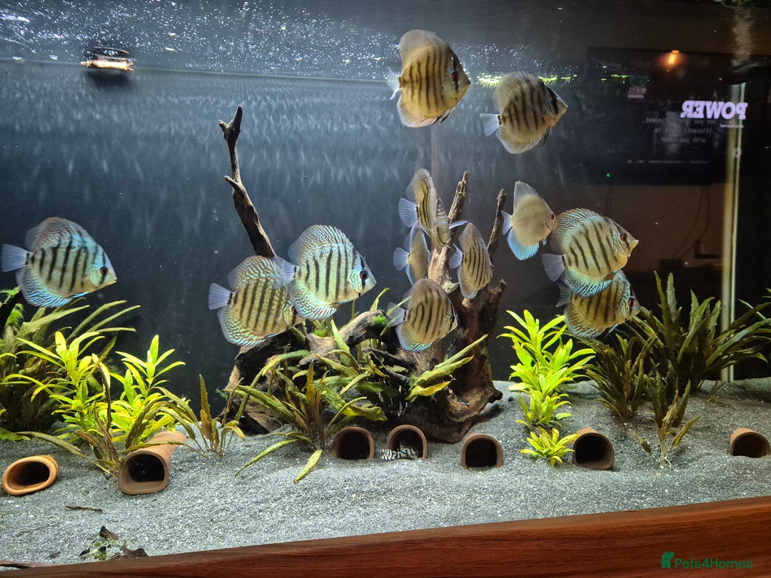 Discus fish for sale: Variety of fish for sale  - Image 5