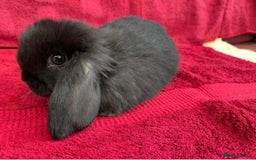 Mini Lop rabbits for sale: MINI LOP BUNNIES / PEDIGREE  - Image 36