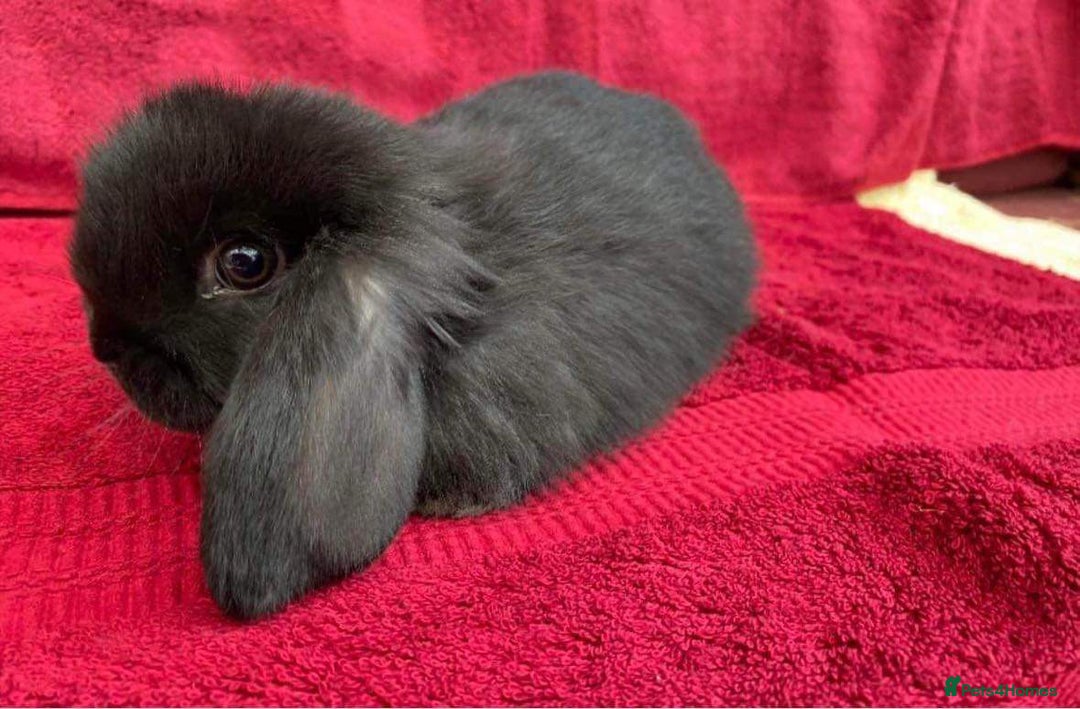 Mini Lop rabbits for sale: MINI LOP BUNNIES / PEDIGREE  - Image 36