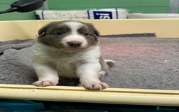 Border Collie dogs for sale: Fully health tested lilac and white kcreg puppies  - Image 6