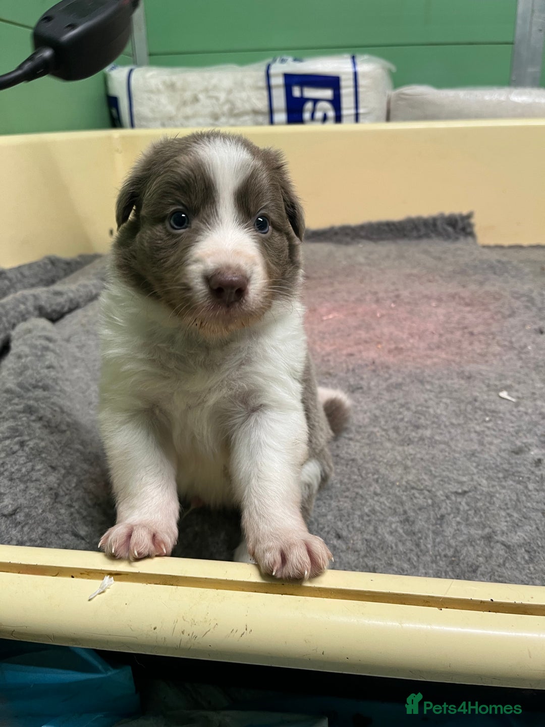 Border Collie dogs for sale: Fully health tested lilac and white kcreg puppies  - Image 6