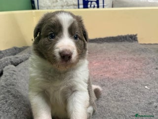 Border Collie dogs - Advert 10