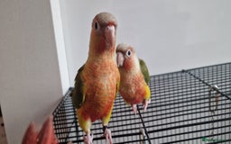 Conures birds for sale: Beautiful fully hand reared conure baby's  - Image 15