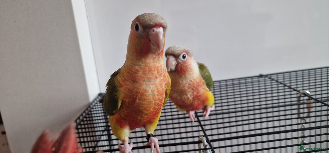 Conures birds for sale: Beautiful fully hand reared conure baby's  - Image 15