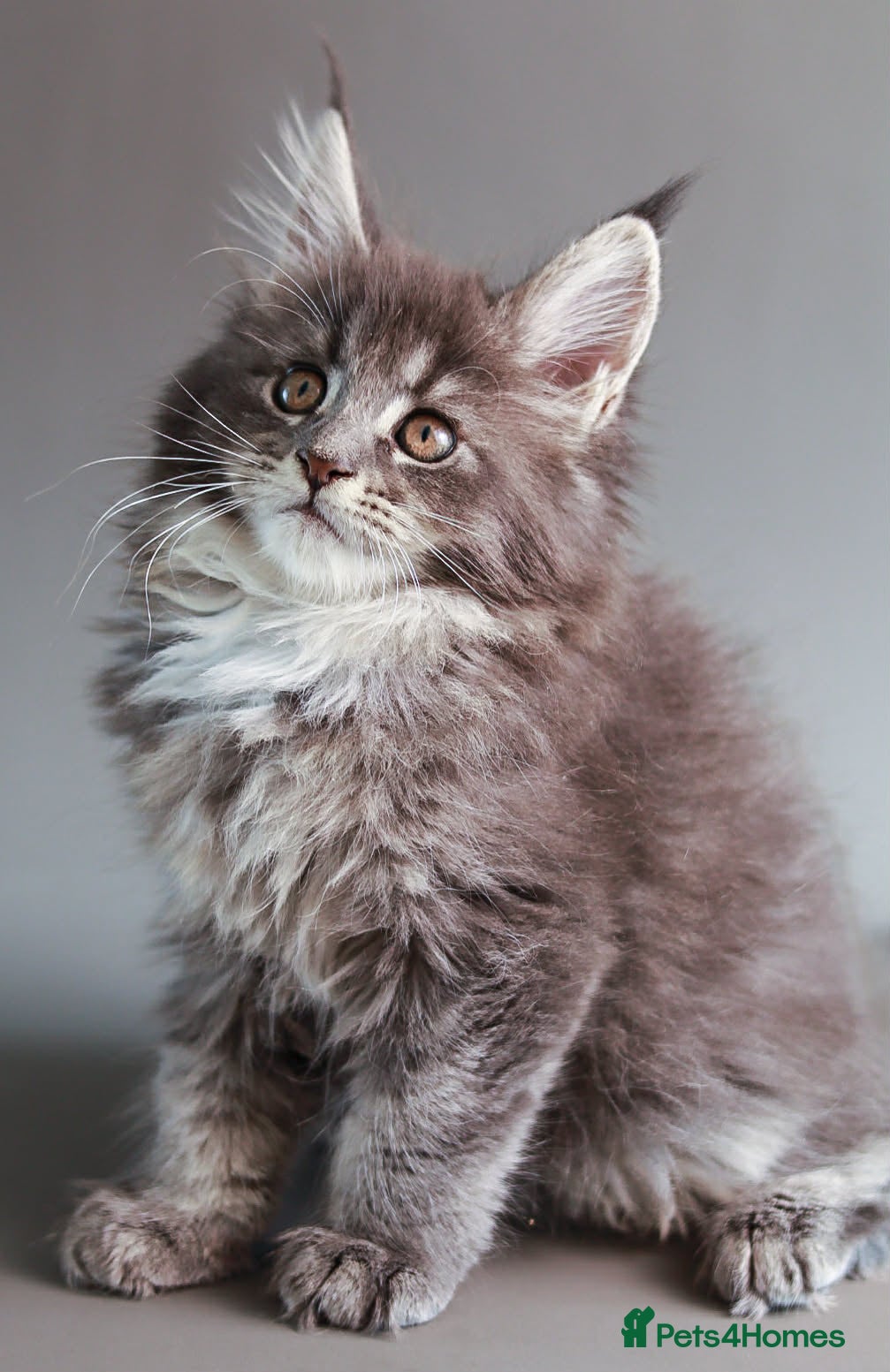 Maine Coon cats TICA Registered Maine Coon Kittens - Advert 2